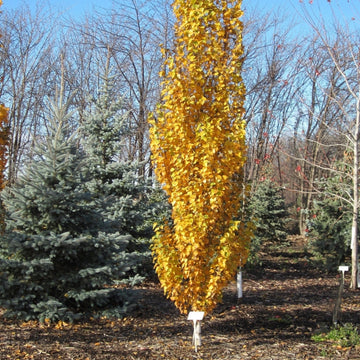 Parkland Pillar Birch