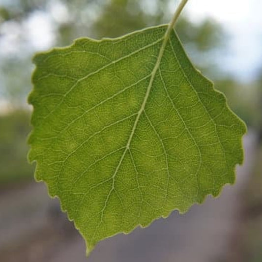 Assiniboine Poplar