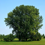 Assiniboine Poplar (Deciduous) Tree available at Flying Creek Trees in Regina