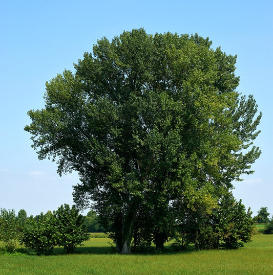 Assiniboine Poplar