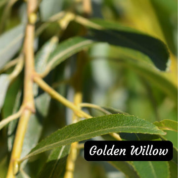 Golden Willow Seedlings