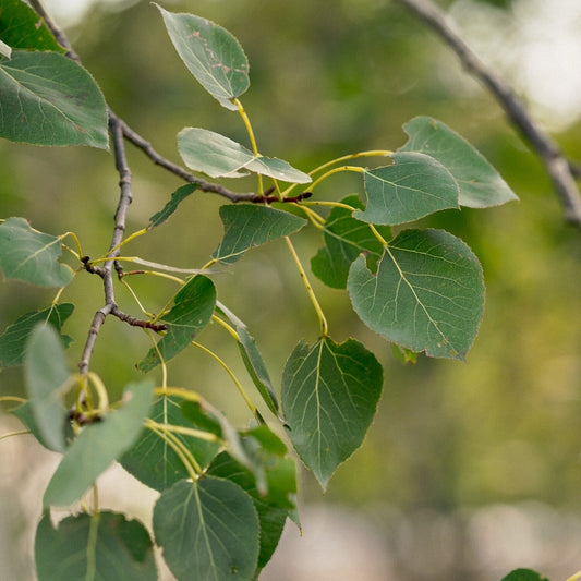 Trembling Aspen