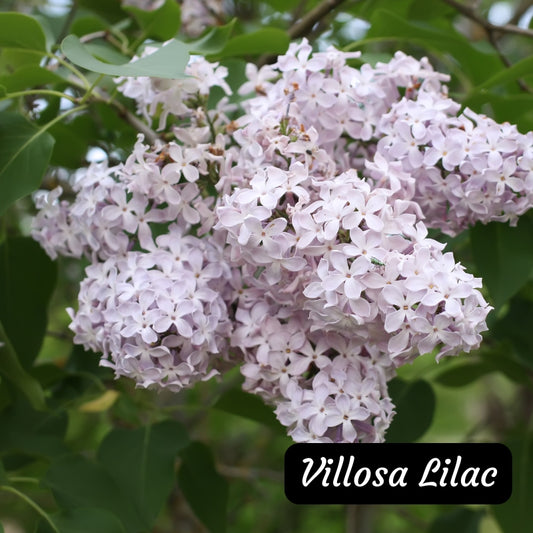 Villosa Lilac Seedlings