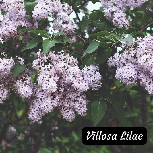 Villosa Lilac Seedlings