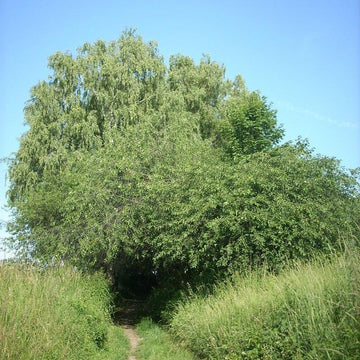 Acute Willow Seedlings