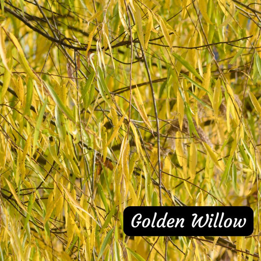 Golden Willow