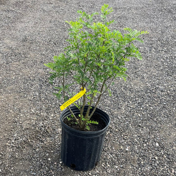 Caragana Seedlings