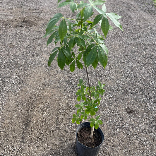 Ohio Buckeye