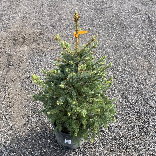 Colorado Spruce