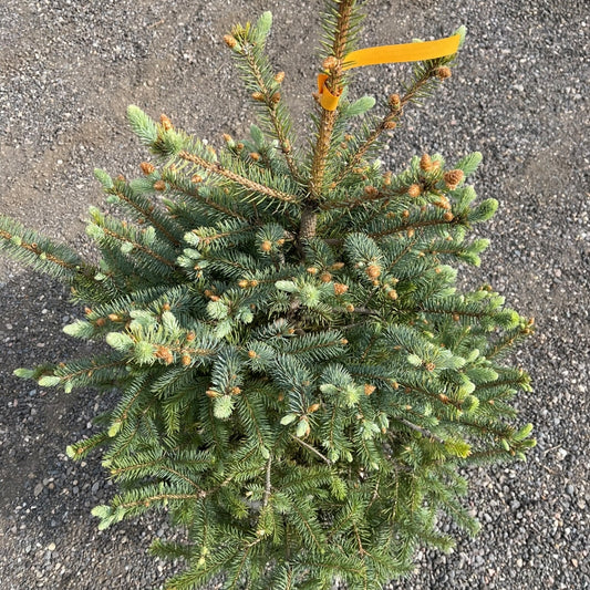 Colorado Spruce