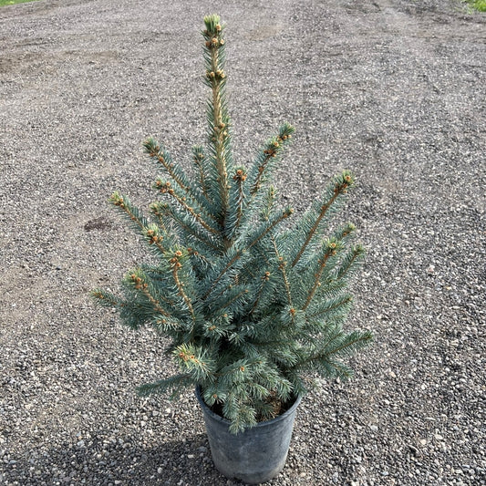 Colorado Baby Blue Spruce