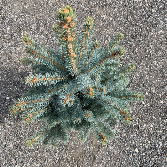 Colorado Baby Blue Spruce