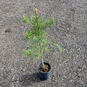 Scots Pine Seedlings