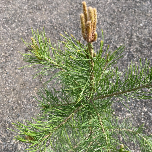 Scots Pine Seedlings