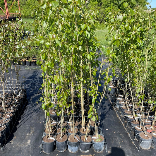 Okanese Poplar Seedlings