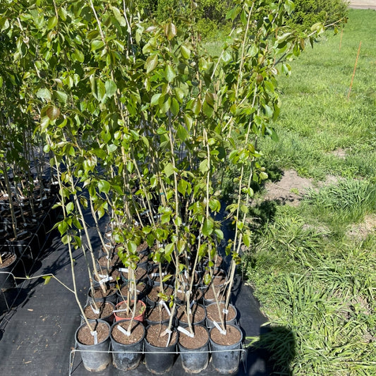 Sundancer Poplar