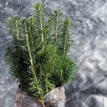 White Spruce Seedlings