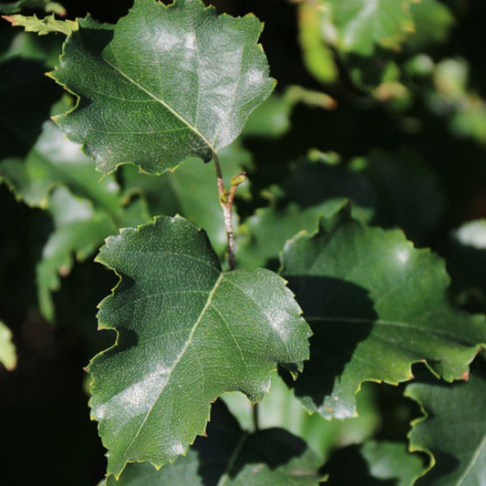 Parkland Pillar Birch