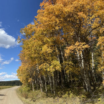 Trembling Aspen