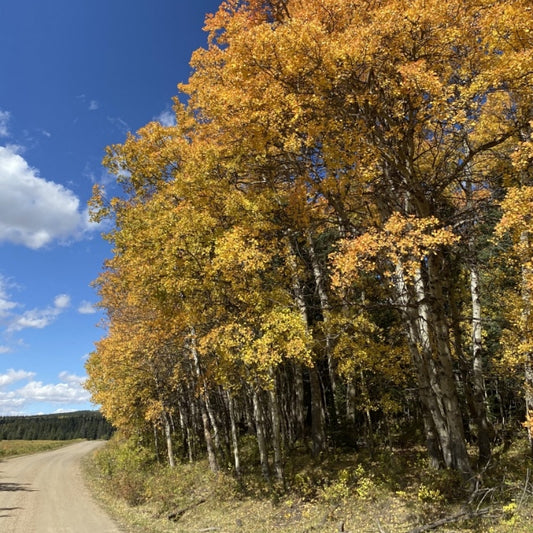 Trembling Aspen