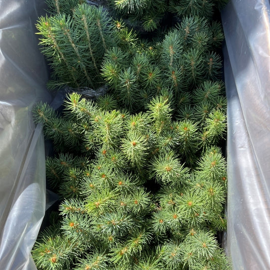 White Spruce Seedlings