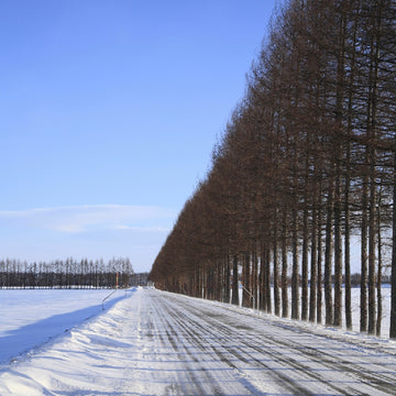 Finding Affordable Solutions for Planting Shelterbelts and Windbreaks