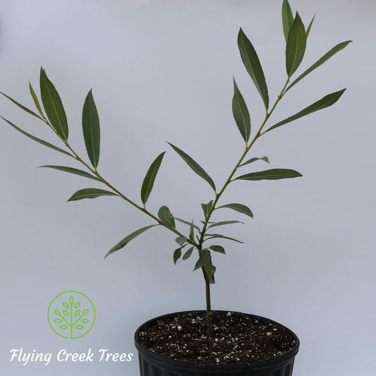 Acute Willow - Flying Creek Trees