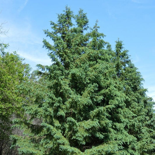 Hybrid White Spruce - Flying Creek Trees