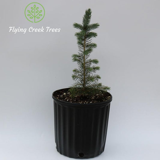 Hybrid White Spruce - Flying Creek Trees