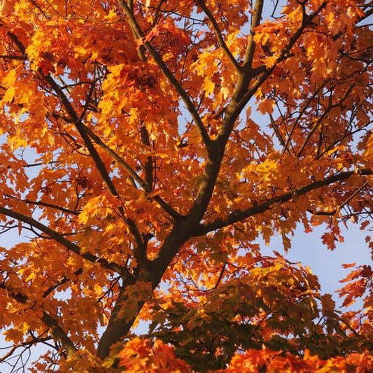 Manitoba Maple - Flying Creek Trees