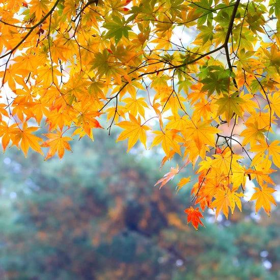 Manitoba Maple - Flying Creek Trees