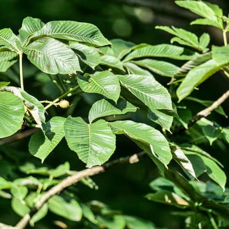 Ohio Buckeye - Flying Creek Trees