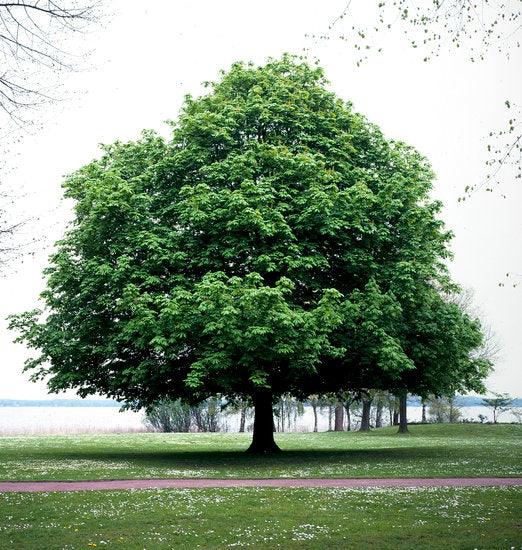 Ohio Buckeye - Flying Creek Trees