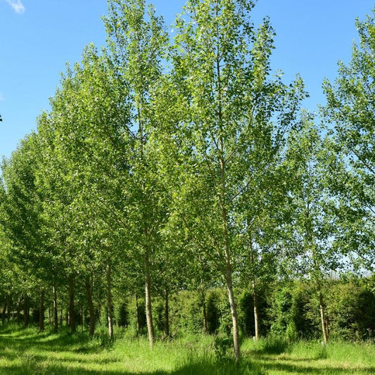 Okanese Poplar - Flying Creek Trees