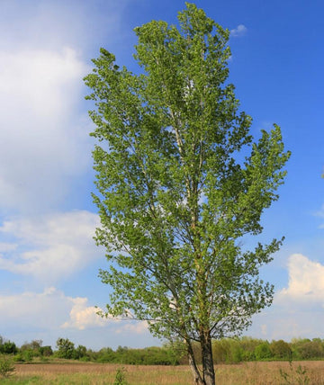 Prairie Sky Poplar - Flying Creek Trees