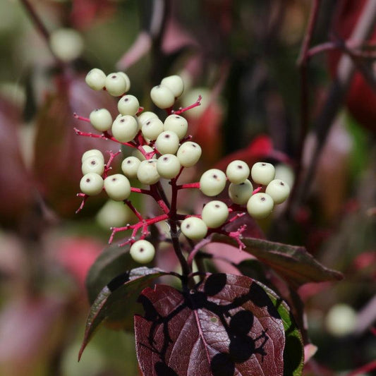 Red Osier Dogwood - Flying Creek Trees