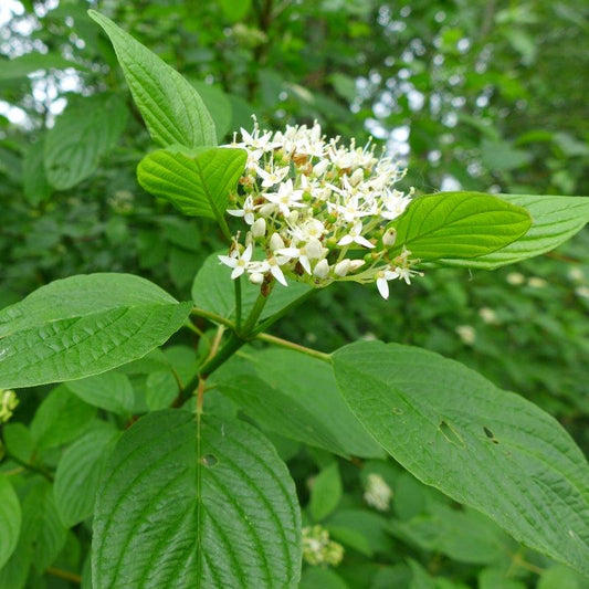 Red Osier Dogwood - Flying Creek Trees