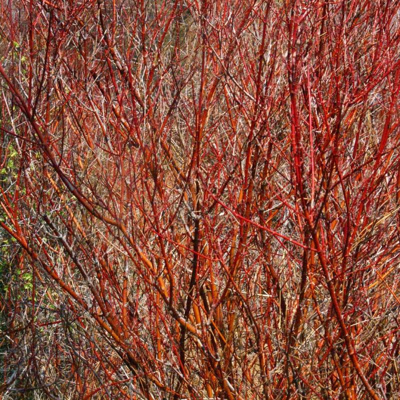 Red Osier Dogwood - Flying Creek Trees