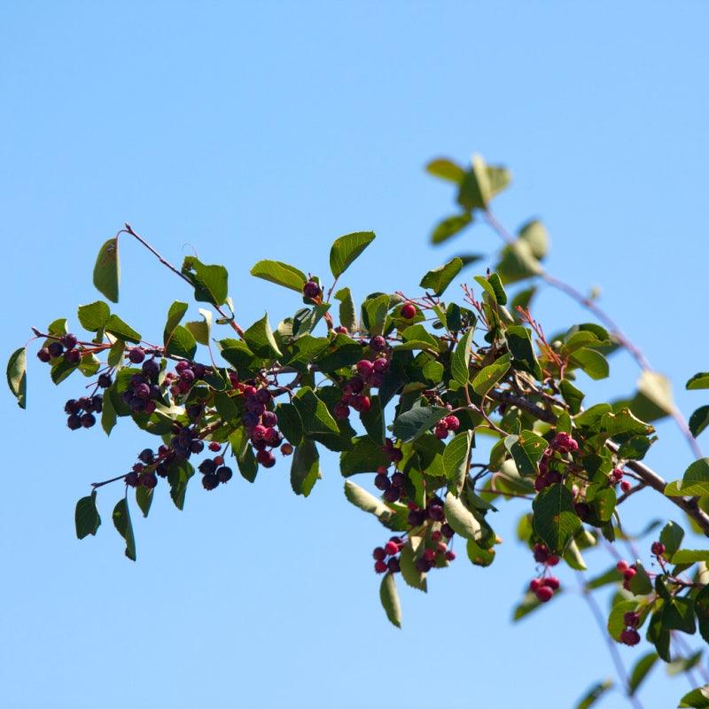 Saskatoon Northline - Flying Creek Trees