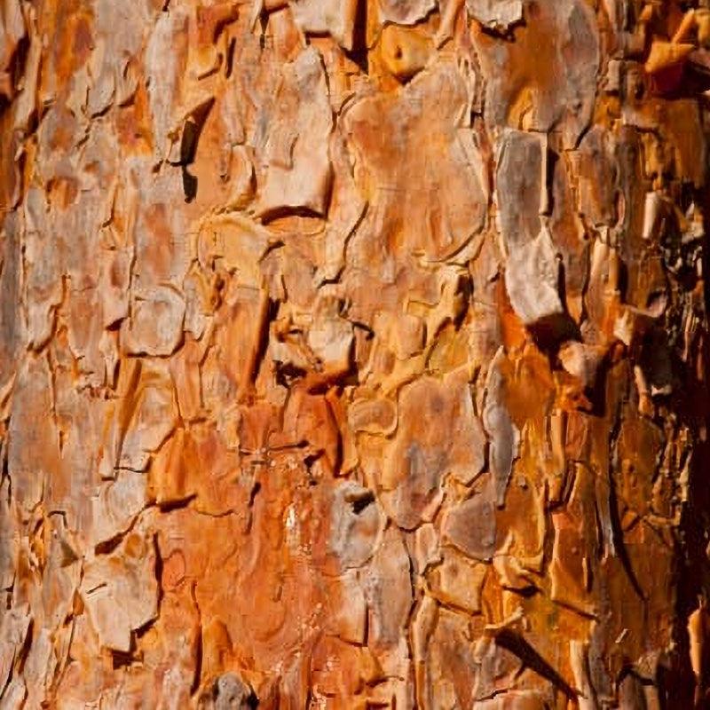 Scots Pine - Flying Creek Trees