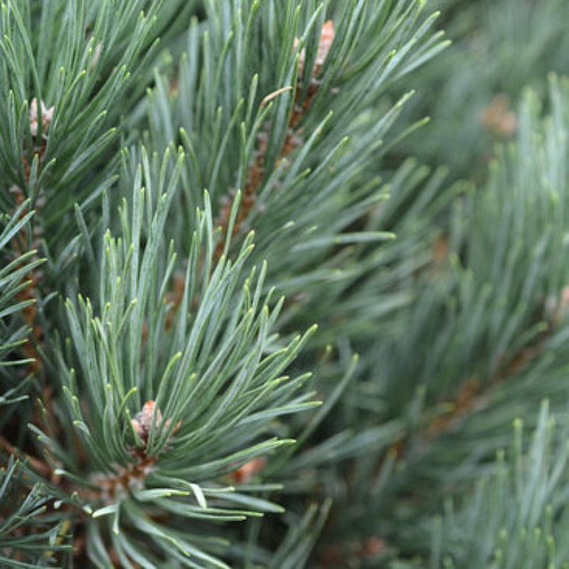 Scots Pine - Flying Creek Trees