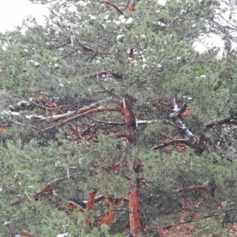 Scots Pine - Flying Creek Trees