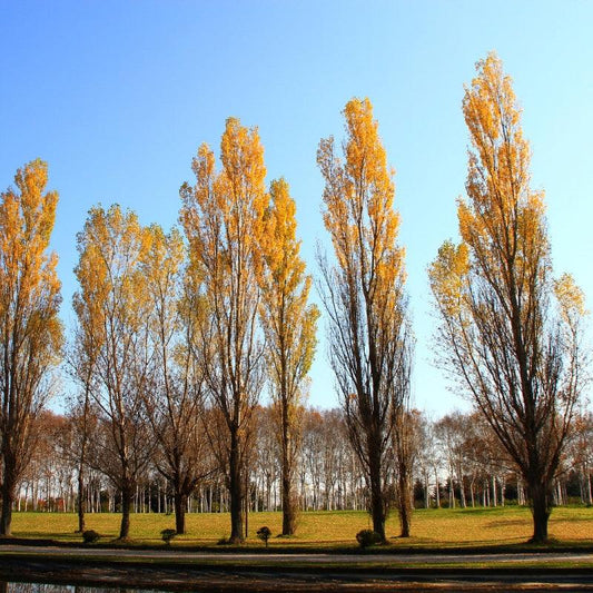 Sundancer Poplar - Flying Creek Trees