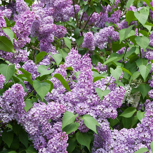 Villosa Lilac - Flying Creek Trees