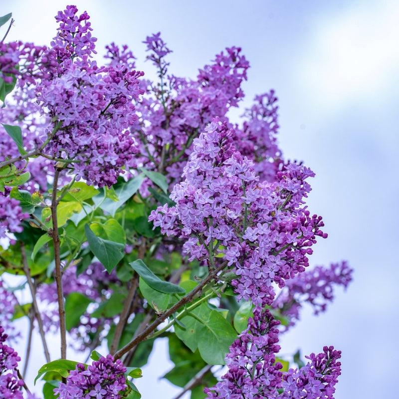 Villosa Lilac - Flying Creek Trees