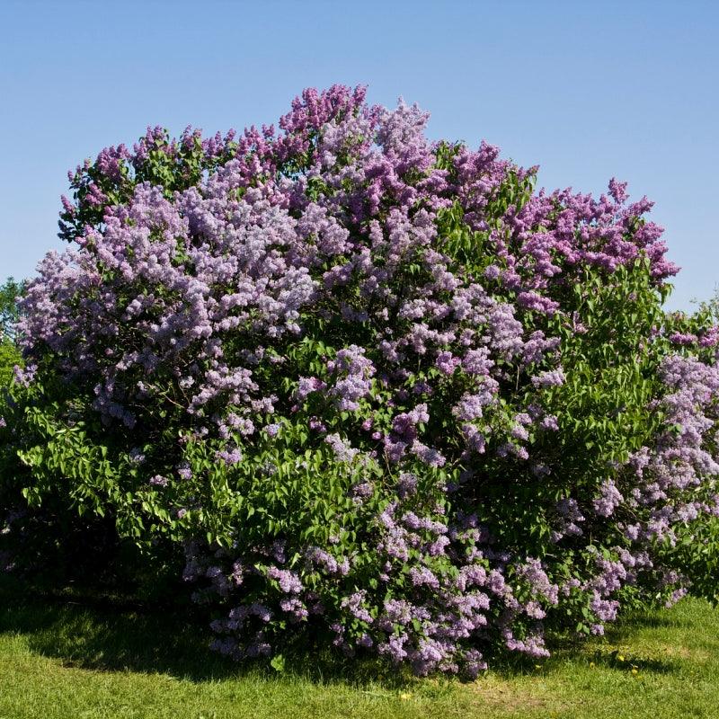 Villosa Lilac - Flying Creek Trees